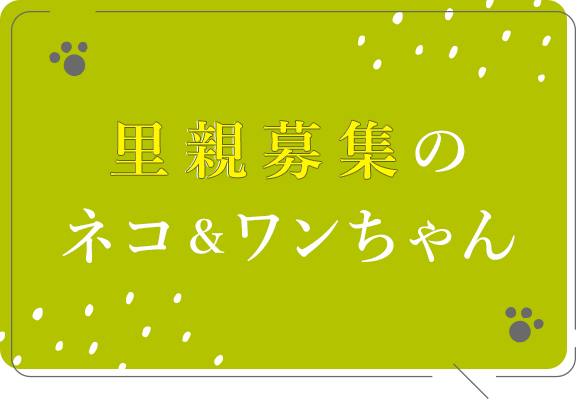 里親募集のネコ＆ワンちゃん