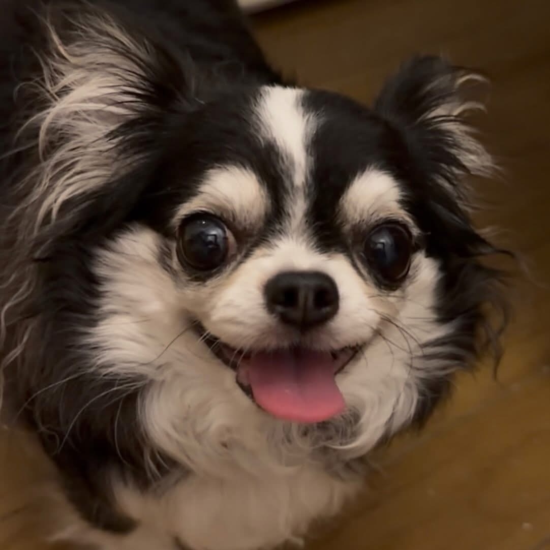 ショコラちゃん